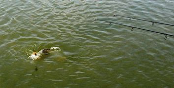 Moara Vlasiei 2 - 9 iunie partea a doua